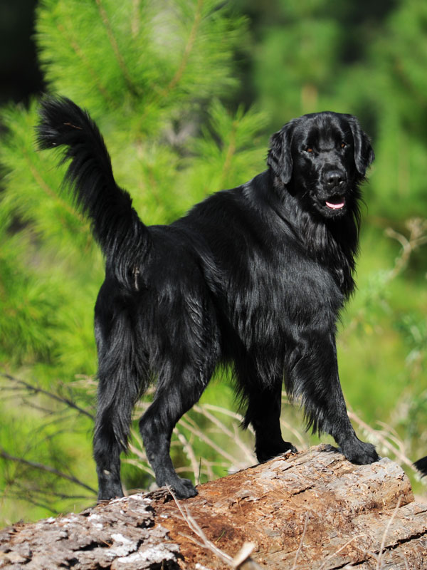 Zimzala Visitor - Golden Retriever