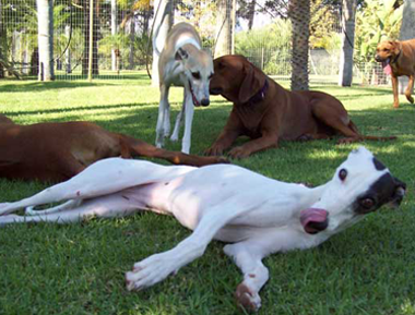 Doggie Day Care