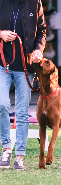 Zimzala Dog Training