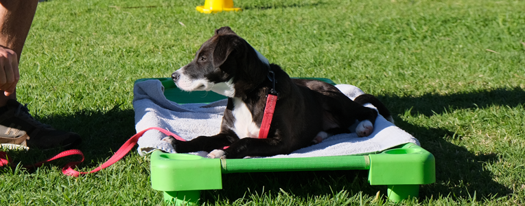 Puppy training at Zimzala